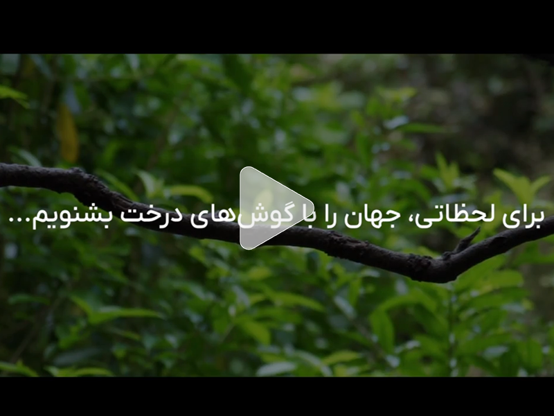 جهان را با گوش‌‌های درخت بشنویم